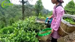 high efficiency mini battery powered tea harvester