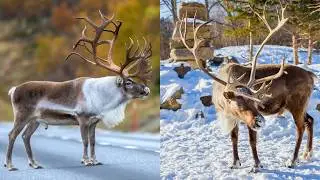 Are Caribou And Reindeer Same?: The Truth Behind Their Differences