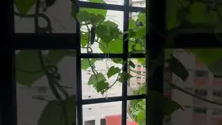 CUCUMBER 21 Meter Above the ground