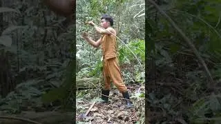 make a trap for catching the jungle civet
