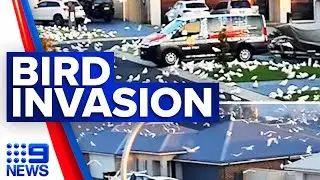 Corella birds take over Shellharbour streets | 9 News Australia