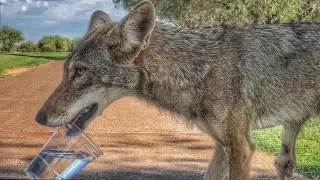 Golfers Help Thirsty Coyote During Rare Encounter On Arizona Course