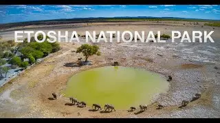 NAMIBIA ROAD TRIP : EXPLORING ETOSHA NATIONAL PARK & DAMARALAND