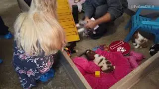 Petland Docu Series Episode 2