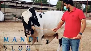 KARACHI COW MANDI 2020 | CATTLE FARM | MANDI CRAZE