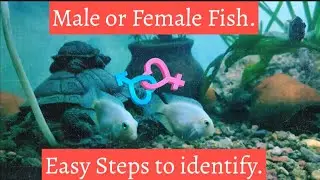 albino polar parrot fish Male or Female -easy -  identifying fish for its gender.