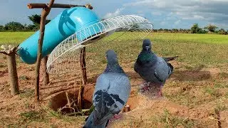Awesome Quick Bird Trap Using Deep Hole With PVC And Electric Fan Guard - Easy Bird Traps Work 100%