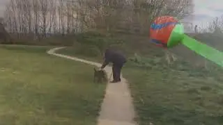 Chuckit Ultra-Ball Product Demo. | PuppySimply