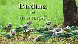 Birding in Thattekad