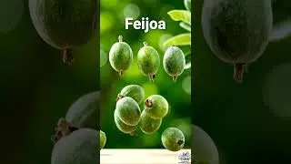 F is for Fig, Finger Lime, & More! 💚  Learn the Letter 'F' with Wonder Kids! #shorts