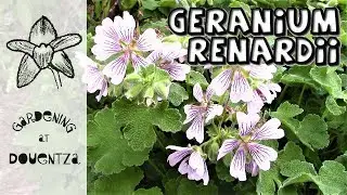 Geranium renardii Care, How to Grow Caucasian Cranesbill : 5 of 30, my month of perennials