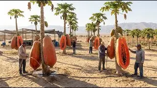 Unbelievable! They Tried Growing Papaya In The Desert &ndash; The Results Shocked Everyone