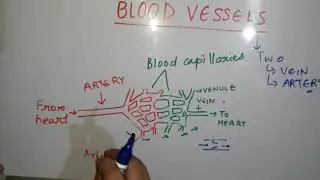 DIFFERENCE BETWEEN ARTERY AND VEIN |CLASS 11 |BODY FLUIDS AND THEIR CIRCULATION #ncert #science