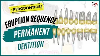 Teeth Eruption Sequence Mnemonic | Permanent Dentition