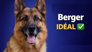 Berger Allemand : Fait pour vous ? (Test rapide)