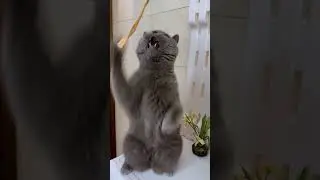 British cat Hulk | silence | #cute #cat #catlover #funnycats #motivation #shortvideo #vlog #2024