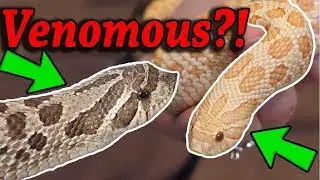 Are Hognose Snakes Venomous?