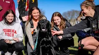 Welcome Virginia Tech's newest therapy dog, Epcot!