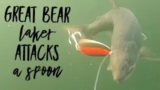 Great Bear Laker Attacks A Spoon #shorts