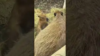 Beb&eacute; capibara se re&uacute;ne con su madre en el zool&oacute;gico de San Antonio 🦫🇺🇸