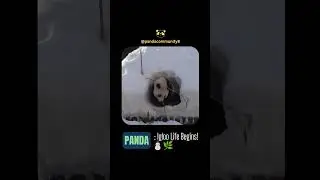 :🐼❄️ Panda's Snow Adventure! Igloo Life Begins! ⛄🌿
