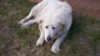 Buddy Williams -- The Australian Bushman's Yodel.wmv