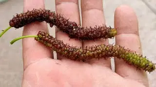 Morus macroura - super long and sweet  tropical mulberry