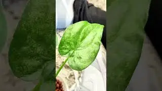 Alocasia Cucullata Mint 🤍