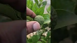 Decopon Orange fruiting first time