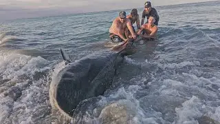 Massive 1000LB Tiger Shark Caught From Beach!