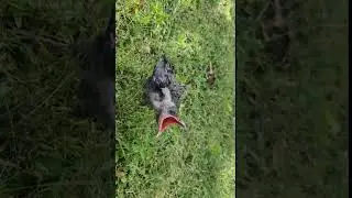 Natural baby crow sounds #short