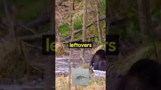 Wolverines, the Untamed Tenacity!  #wolverines #naturezone