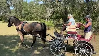 Tristan put to the new Kutzmann for the first time, Lisa Singer driving.