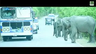 Sri Lanka’s Road Terror: Why Wild Elephant Attacks are Increasing (Viral Footage) #elephantattack