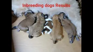 Inbreeding dogs Results (Thor&Thea) baby