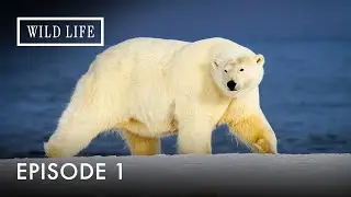 Frozen Europe: A Million Years of Survival | Destination Wild: Wild Europe | Episode 1