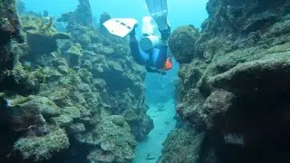Roat&aacute;n (Honduras) -  Scuba Diving 2025