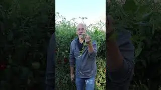 Пришло время удобрять помидоры к осени.