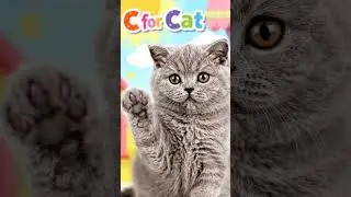 c for cat #cartoon #viral #viral #viral #viral #viral #animation #cat #cartoon