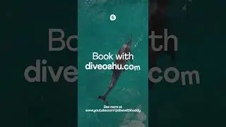 Aloha from our Dolphin Buddy with Dive Oahu  #buddy