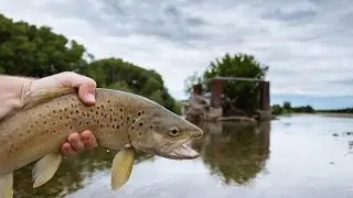 A day fly fishing for brown trout on the Mataura river, Southland, New Zealand.