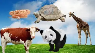 Eating for Survival in the Wild: Cow, Panda, Turtle, Giraffe, and Snake's Long-term Feeding Habits