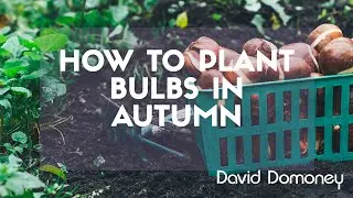 Planting Bulbs For Spring: Bulb Planting Tips