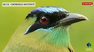 History of Blue-crowned Motmot: The Mysterious Jewel of the Jungle | Evolution INSIGHTS
