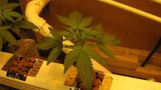 12/12 Light ENTIRE LIFE AK99 Hydro Legal Medical Cannabis Grow