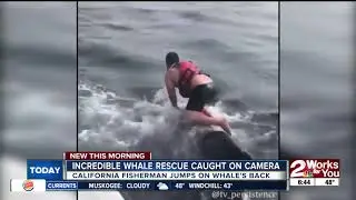 Incredible whale rescue caught on camera