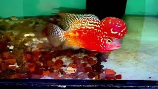 Red Kamfa Full Red Flowerhorn F1 Classic Monkey Red Color Kamfa VIP Aquarium Fish SKU VN066