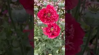 An opium poppy - one of the many fascinating finds at the Carlsbad Flower Fields #coolflowers #poppy