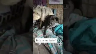 talk to me baby! #puppies #dogs #shortsfeed #shortsviral