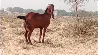 Mashallah 